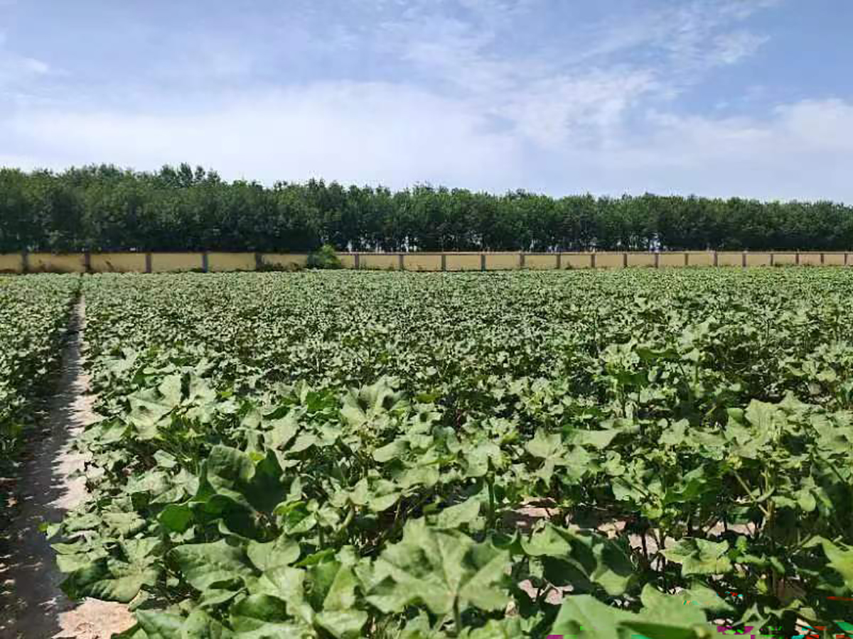 This study found that cotton planted under high density responded faster to fluctuating light conditions. Photo courtesy of Zhangying Lei.