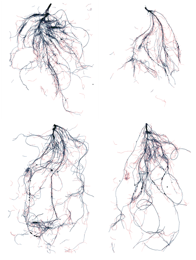 Root system architecture response of susceptible (top) and tolerant (bottom) cowpea genotypes under control (left) and drought (right) in cowpea