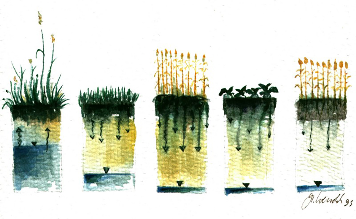 A watercolor painting by soil scientist Gerd Wessolek depicting the effects of groundwater lowering on soil organic matter mineralization, water, and nitrate transport to the groundwater. Image by Gerd Wessolek.
