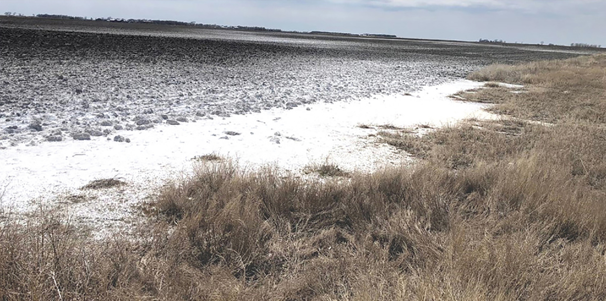 This photo showing salt-affected soils is courtesy of Sharon Clay and was originally published in the October 2021 CSA News.