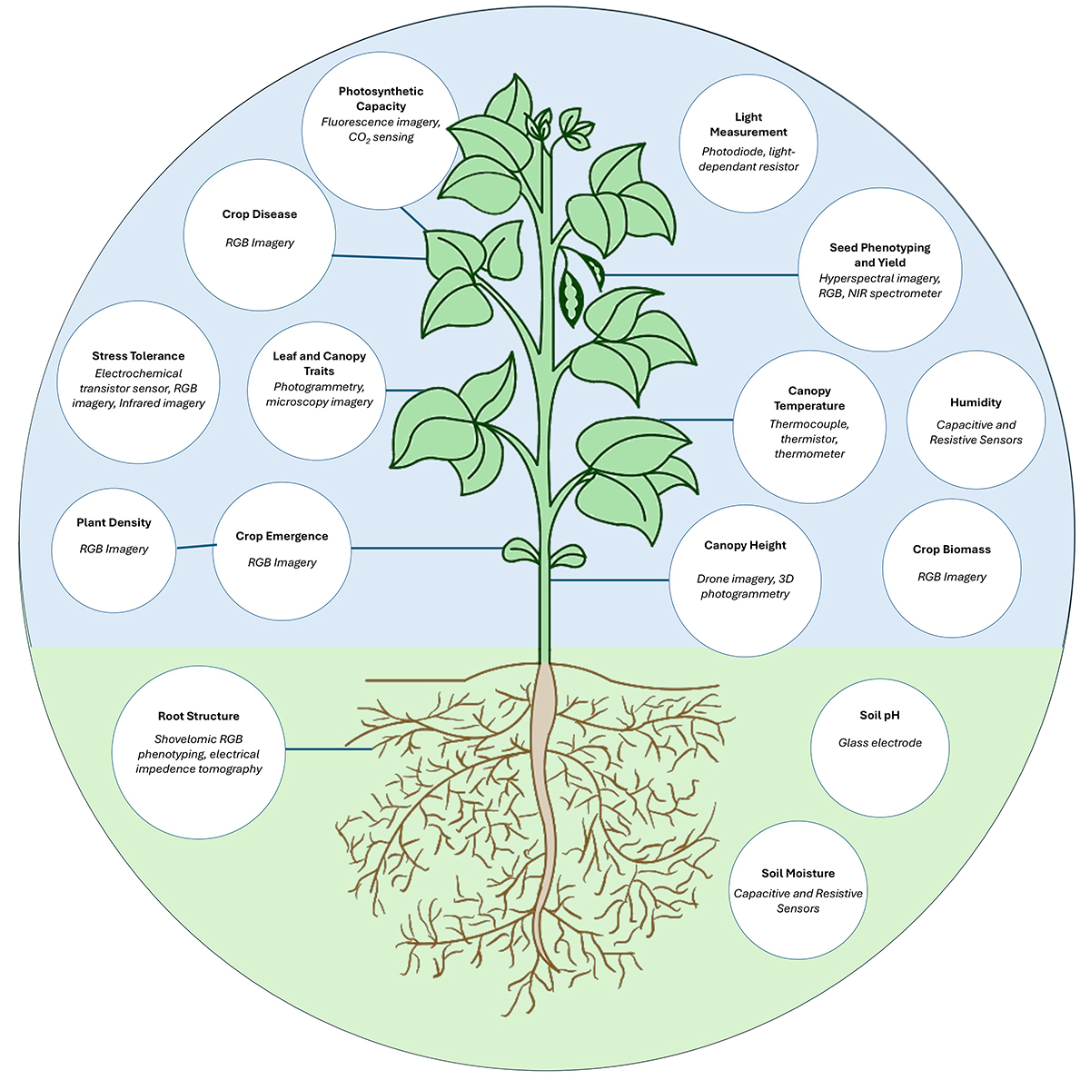 In phenomics, specific sensors are used to analyze different plant traits. These sensors range in affordability, so researchers outlined which ones are the most accessible in a recent The Plant Phenome Journal review. Illustration courtesy of Valerio Hoyos-Villegas, Michigan State University.