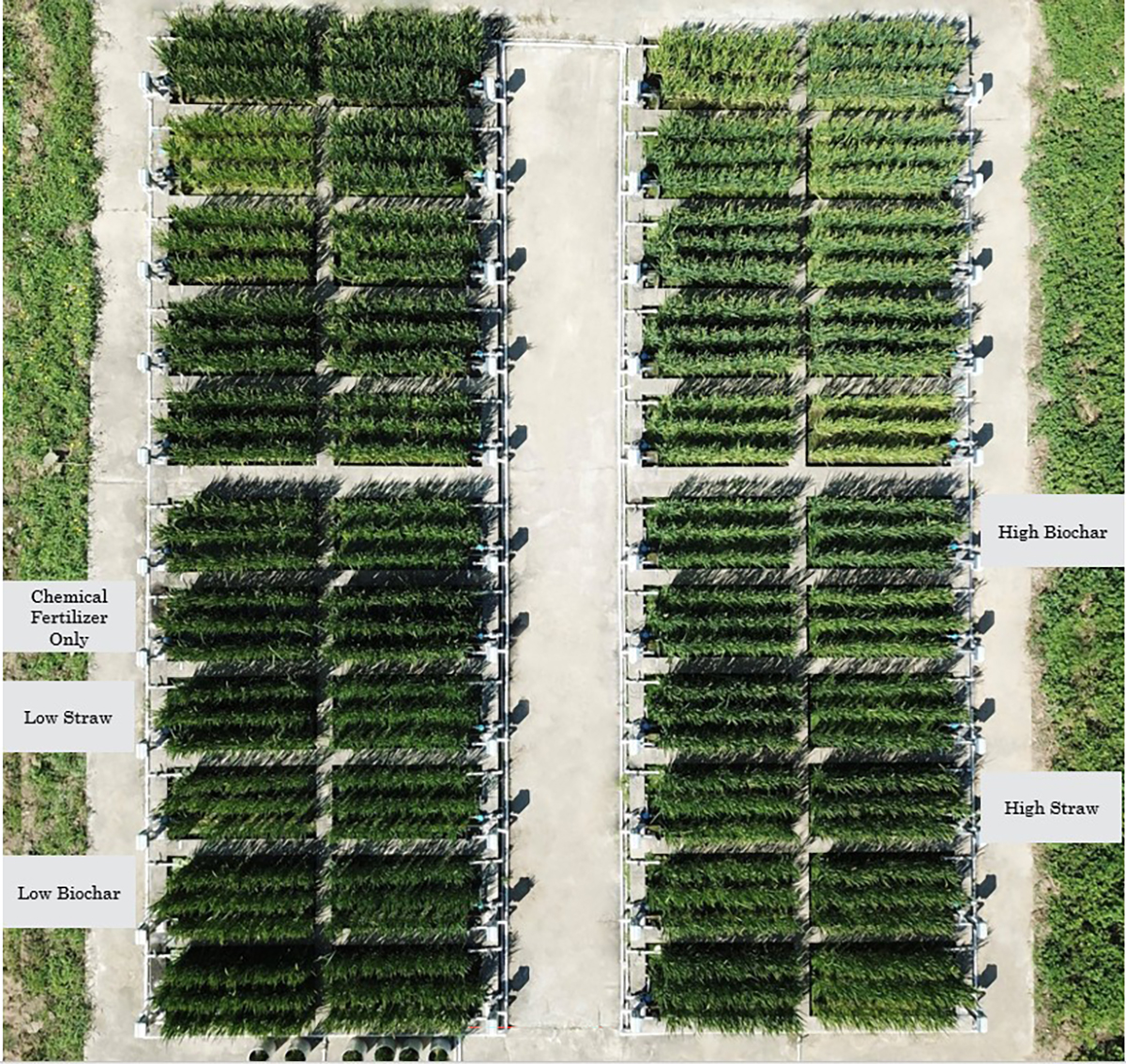 Aerial imagery captures the distinct effects of two organic amendments—rice straw and biochar—applied at varying rates as a partial substitute for chemical fertilizer. Contrasts in canopy development demonstrate that both the type and the application rate of the amendment significantly influence rice growth patterns, highlighting the two amendments as potential sustainable fertilizer alternatives. Labels indicate one representative replication of a treatment from a randomized field trial.