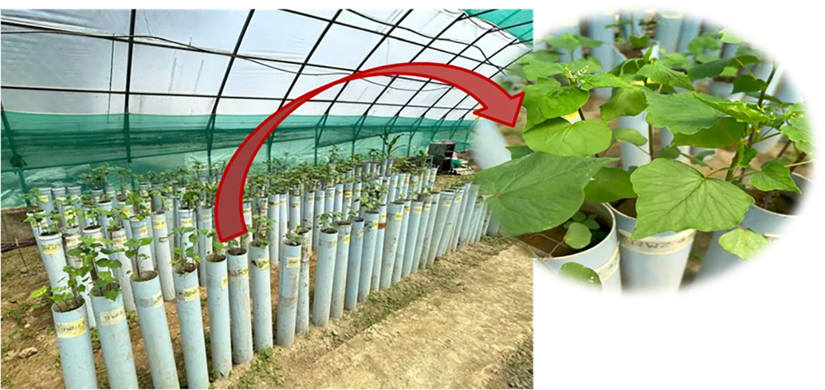 Greenhouse experimental setup of column culture to study the root system architecture of buckwheat. Plants were grown in polyvinyl chloride pipes, which were filled with equal amounts of soil and sand. Photo courtesy of S. M. Zargar, Diksha Singh, and P. A. Sofi, Sher-e-Kashmir University of Agricultural Sciences and Technology of Kashmir. 
