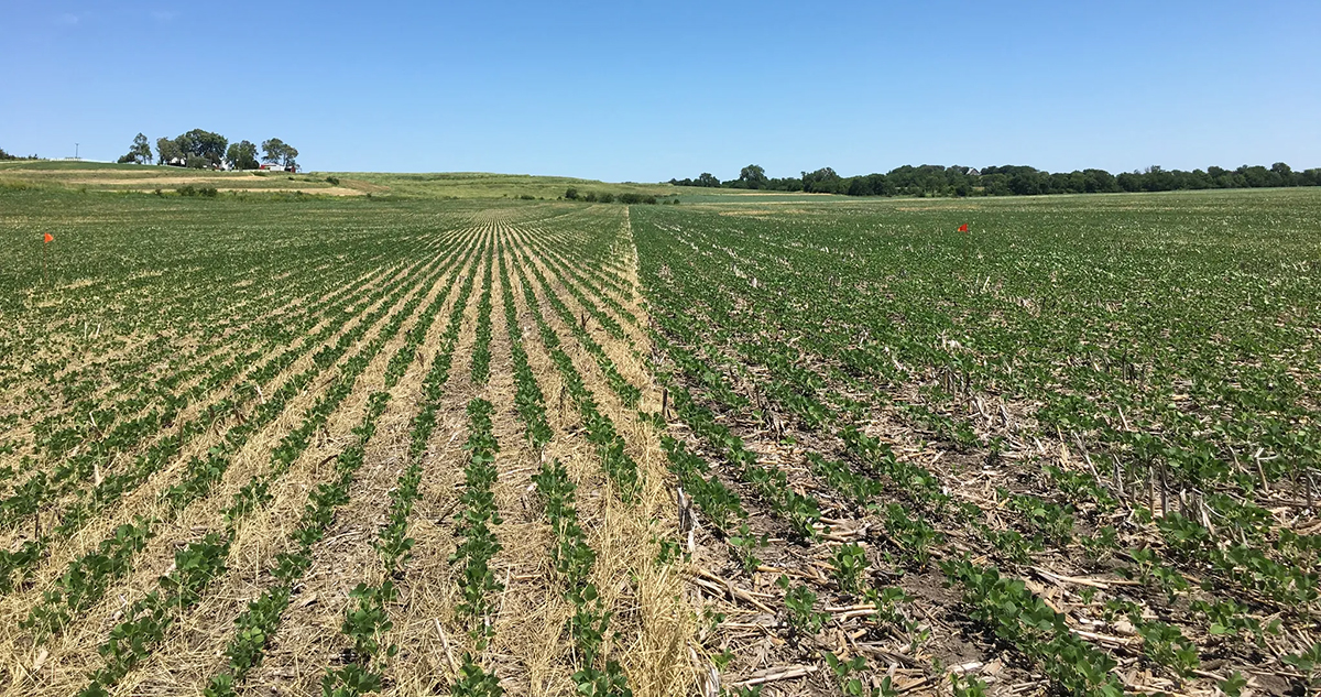 Soybeans emerging within a cereal rye cover crop strip trial near New Market, IA. Left: Cereal rye residue. Right: No cover crop. Photo courtesy of Teresa Middleton, Iowa State University.