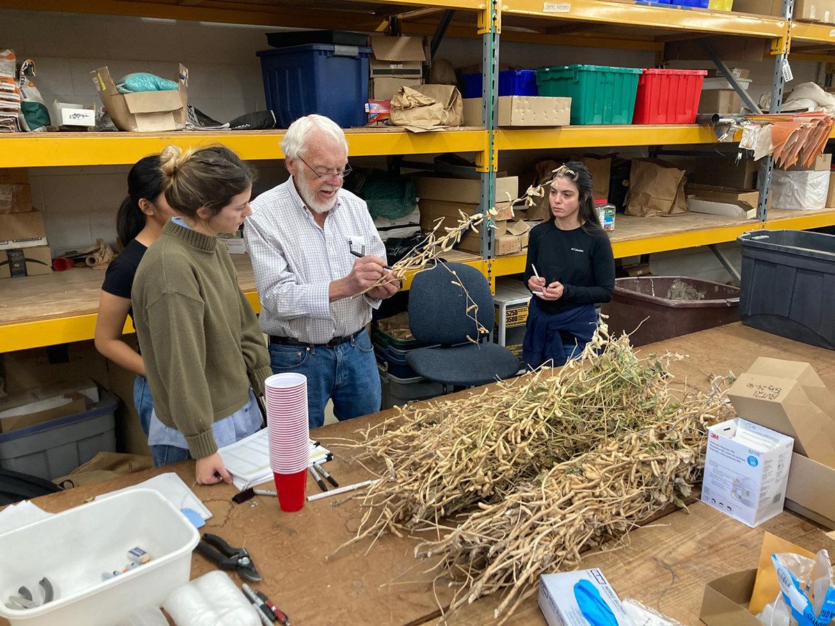 In a new Crop Science article, researchers evaluated seed yield in different parts of soybean plants that were provided high or limited N. Photo courtesy of Nicolas Cafaro La Menza, University of Nebraska–Lincoln.