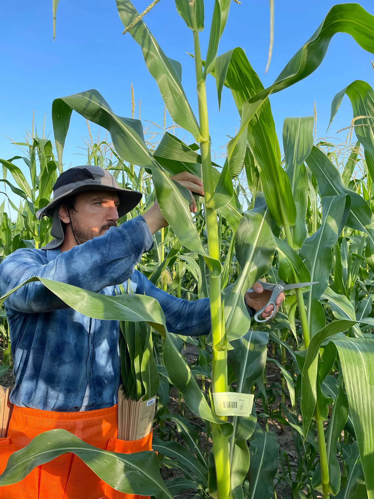 Dr. Deniz Istipliler, a researcher at Ege University in Turkey, collecting leaves for hyperspectral imaging in Lincoln, NE as part of a collaborative project with the Nebraska-based Schnable and Yang labs. Photo courtesy of the Schnable Lab, University of Nebraska—Lincoln.
