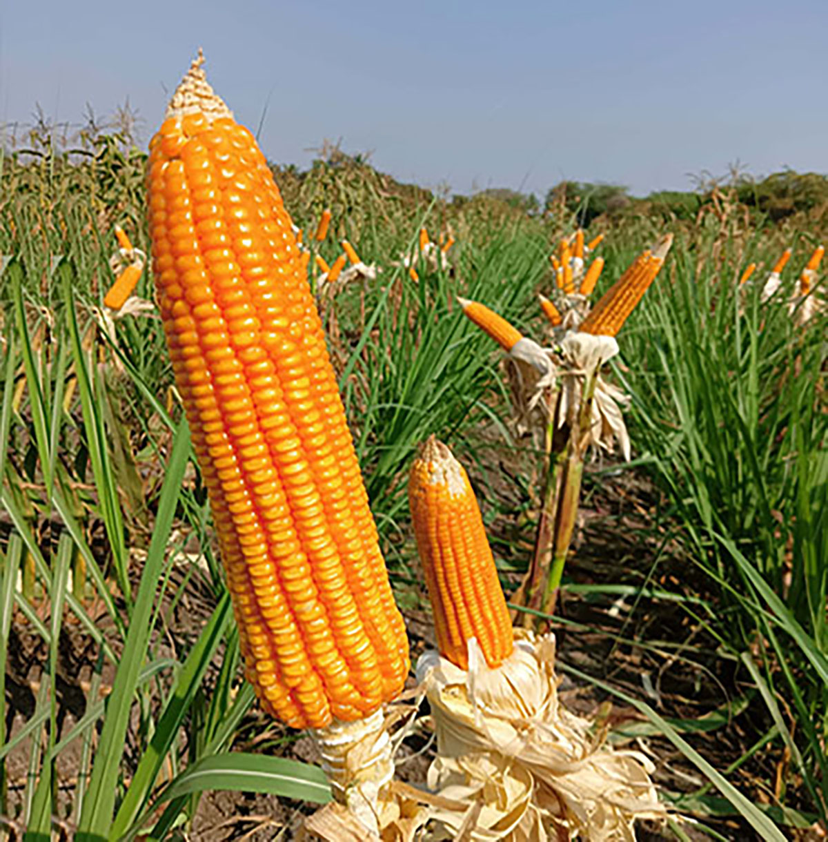 International Agronomy Congress