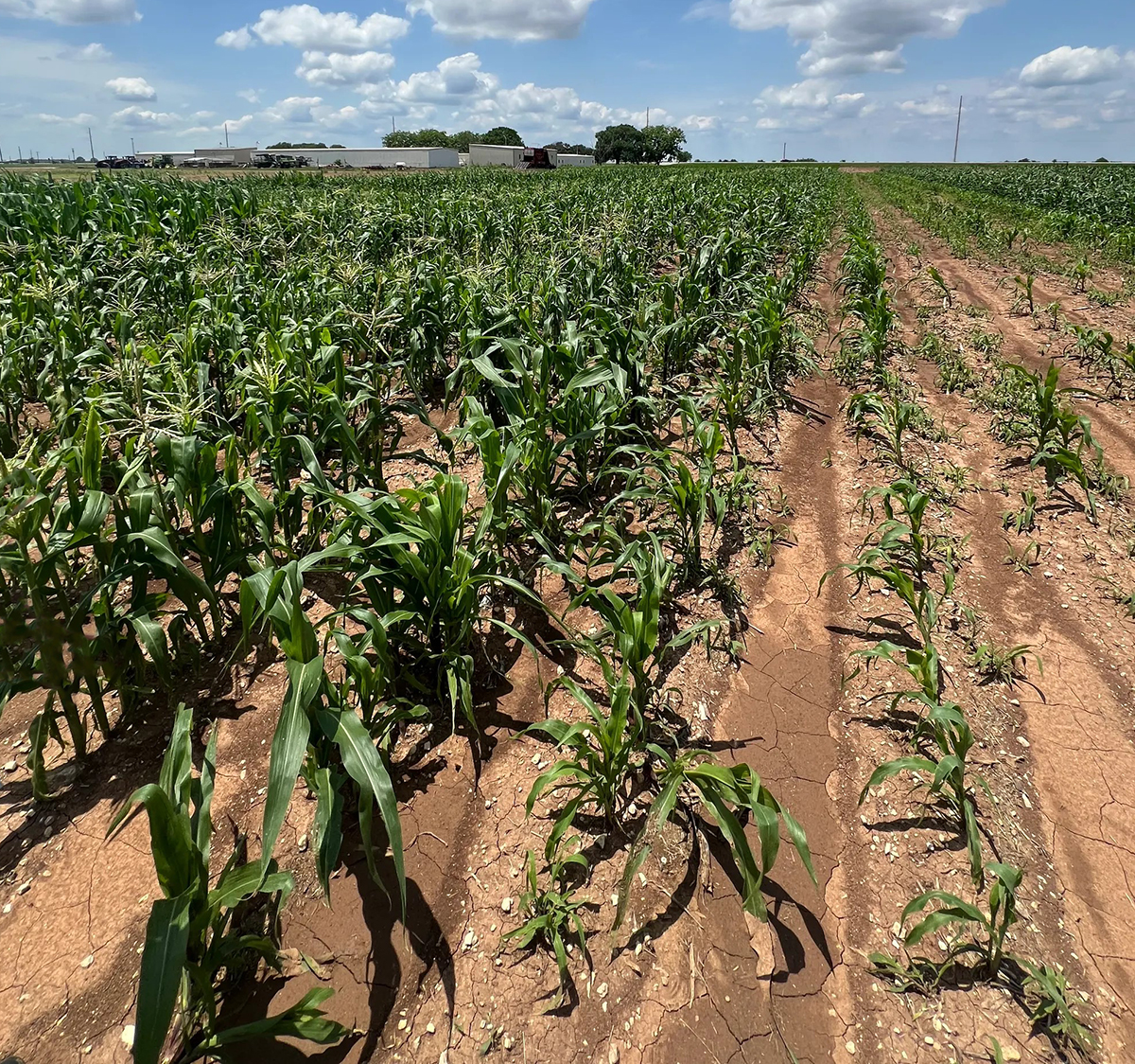 Texas A&M's maize field early in the growing season (College Station, TX). Photo courtesy of Fatma Ozair.