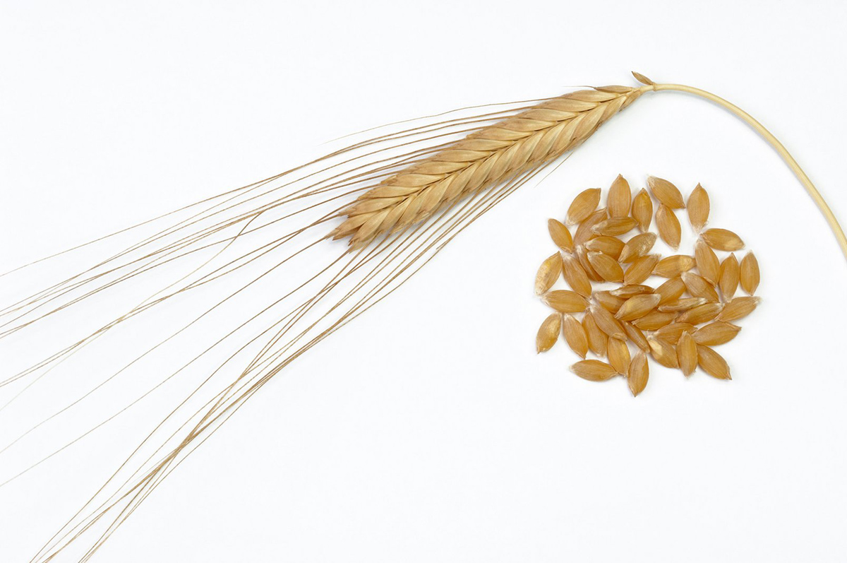 The term ancient grains typically refers to cereal and pseudocereal species that have remained largely unchanged by modern breeding practices, such as einkorn (Triticum monococcum L.) shown here. Photo courtesy of Alamy/WILDLIFE GmbH.