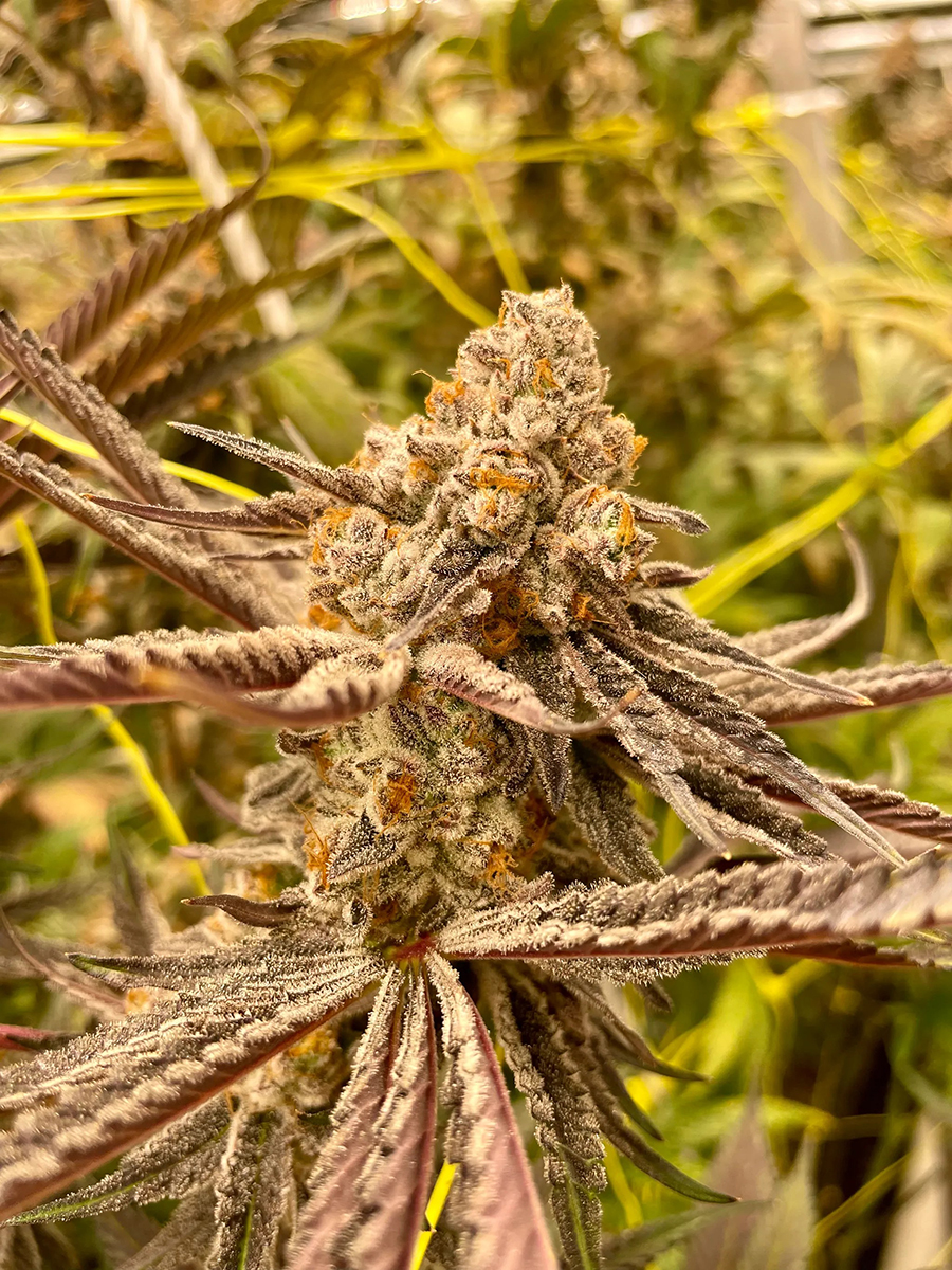 Flower of a female cannabis plant. Photo courtesy of Justine Richard-Giroux.
