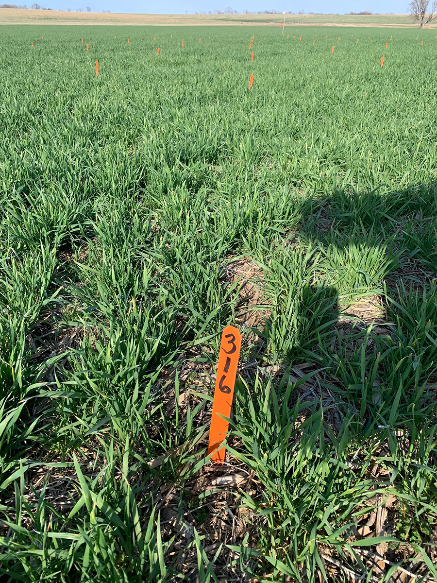 Winter wheat small-plot trial in eastern Nebraska (2020), used to evaluate remote-sensing-based nitrogen recommendation models for improved nitrogen management. Photo courtesy of Laila Puntel.