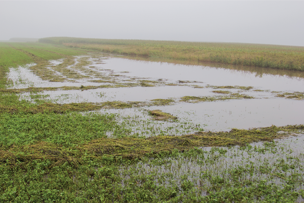 Alfalfa cannot endure prolonged flooding and thrives in soils with a pH of 6.5 or higher. Deep, well-drained, medium-textured soils like sandy loam, silty loam, and clay loam are preferred for alfalfa cultivation due to their optimal water-holding capacity and aeration. Photo courtesy of Adobe Stock/peter.