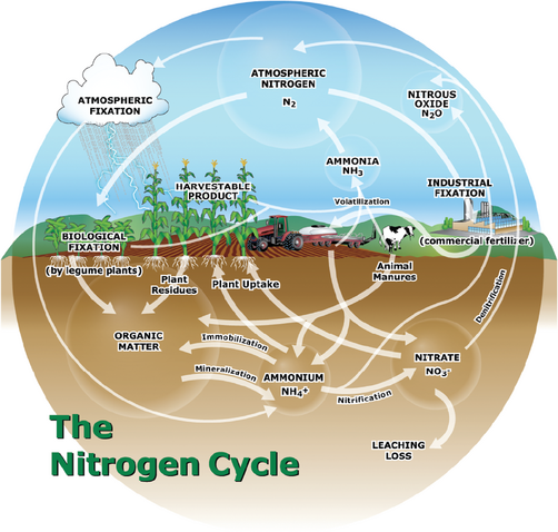 Figure 1. The nitrogen cycle.