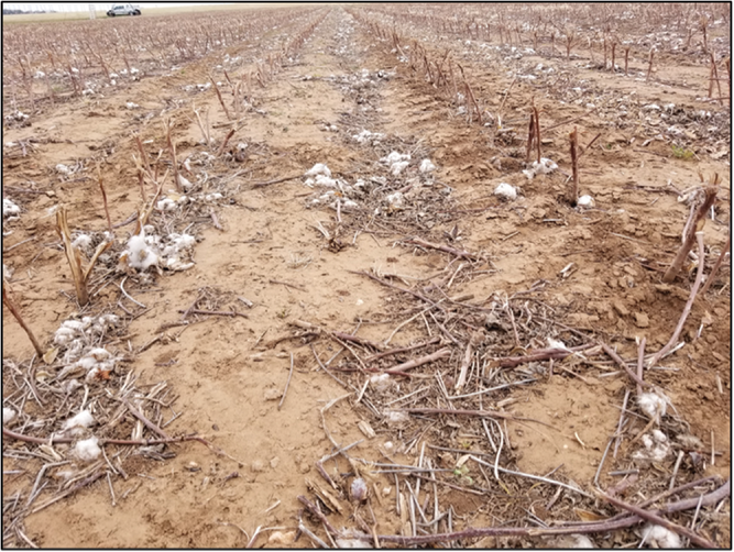 Figure 1. Cotton residues offer minimal protection against erosion.