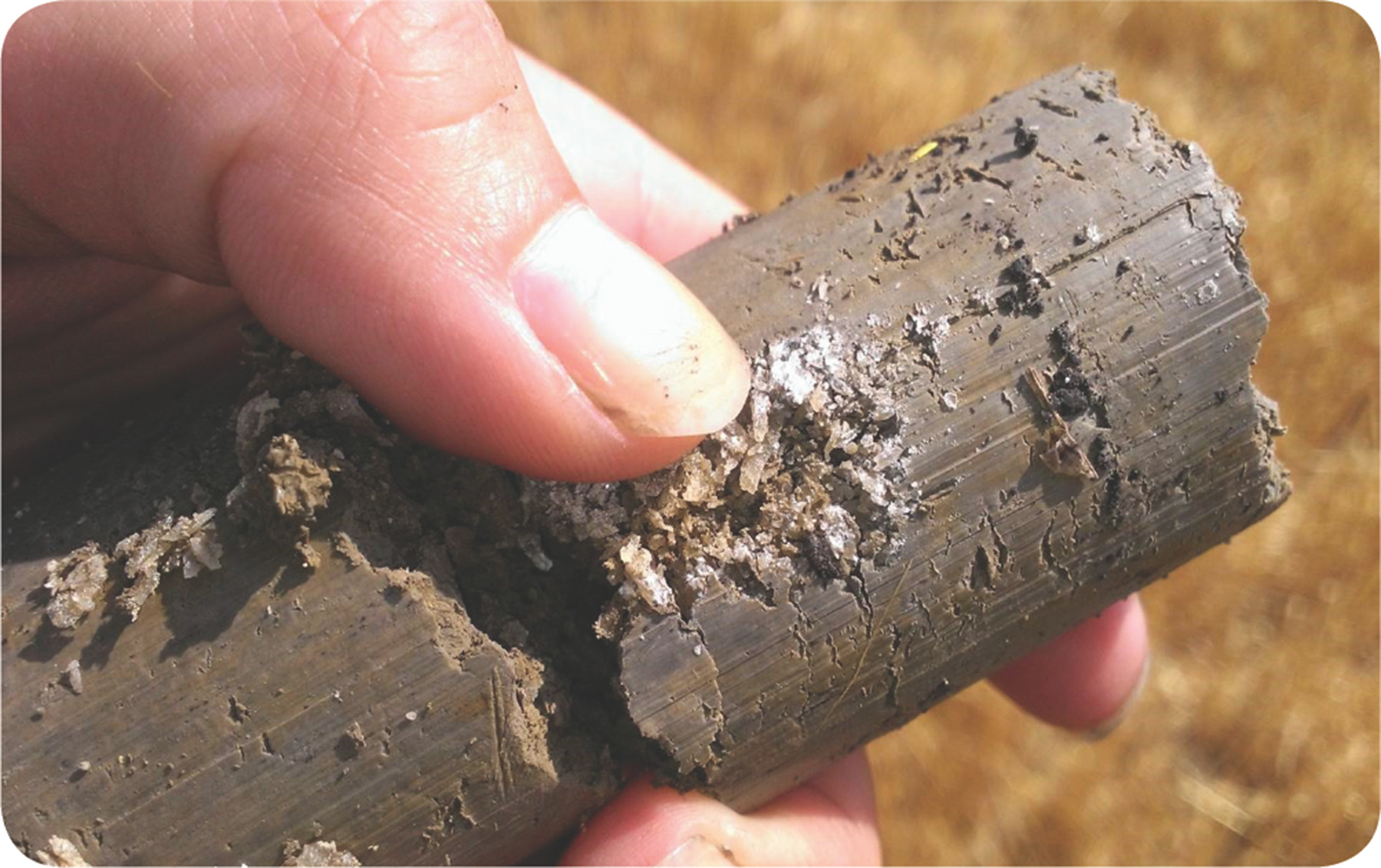 Presence of salt in soil cores collected beneath the root zone. Photo originally published in the August 2018 CSA News and contributed by the authors of this Agronomy Journal research published by Butcher et al. (2018): https://doi.org/10.2134/agronj2017.10.0619.