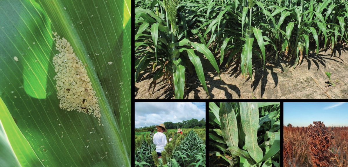 Sorghum aphid, also known as sugarcane aphid, is an economically important pest of sorghum across the southern United States.