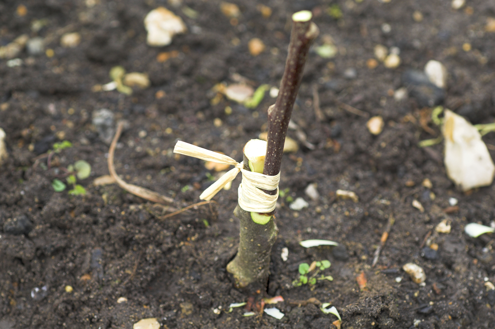 Photo courtesy of GKSFlorapics/Alamy Stock Photo.