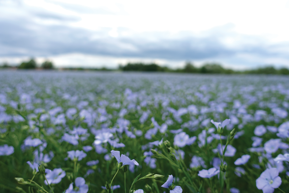 Flax. Photo courtesy of Flickr/Lars Lundqvist and printed under this license: https://creativecommons.org/licenses/by-nc-sa/2.0/.