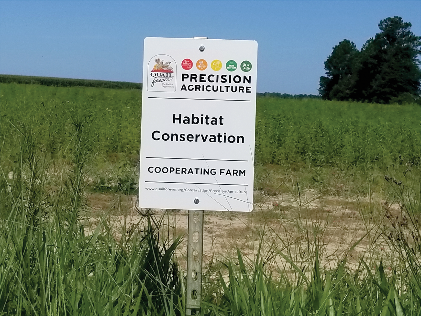 Farmers can save money by repurposing low-yield, high-input marginal land by working with conservation groups like Quail Forever. Photo by Chaz Holt, CCA.