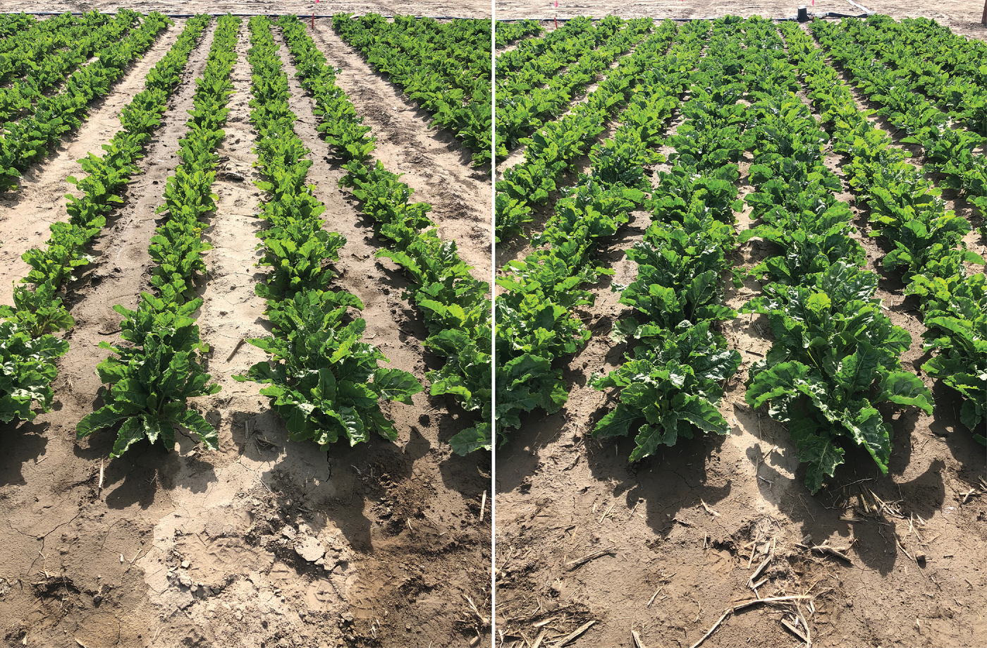 Sugarbeets treated with 50% water + 100 lb N/ac (left) and 100% water + 300 lb N/ac (right), Parma, ID, June 10, 2019.