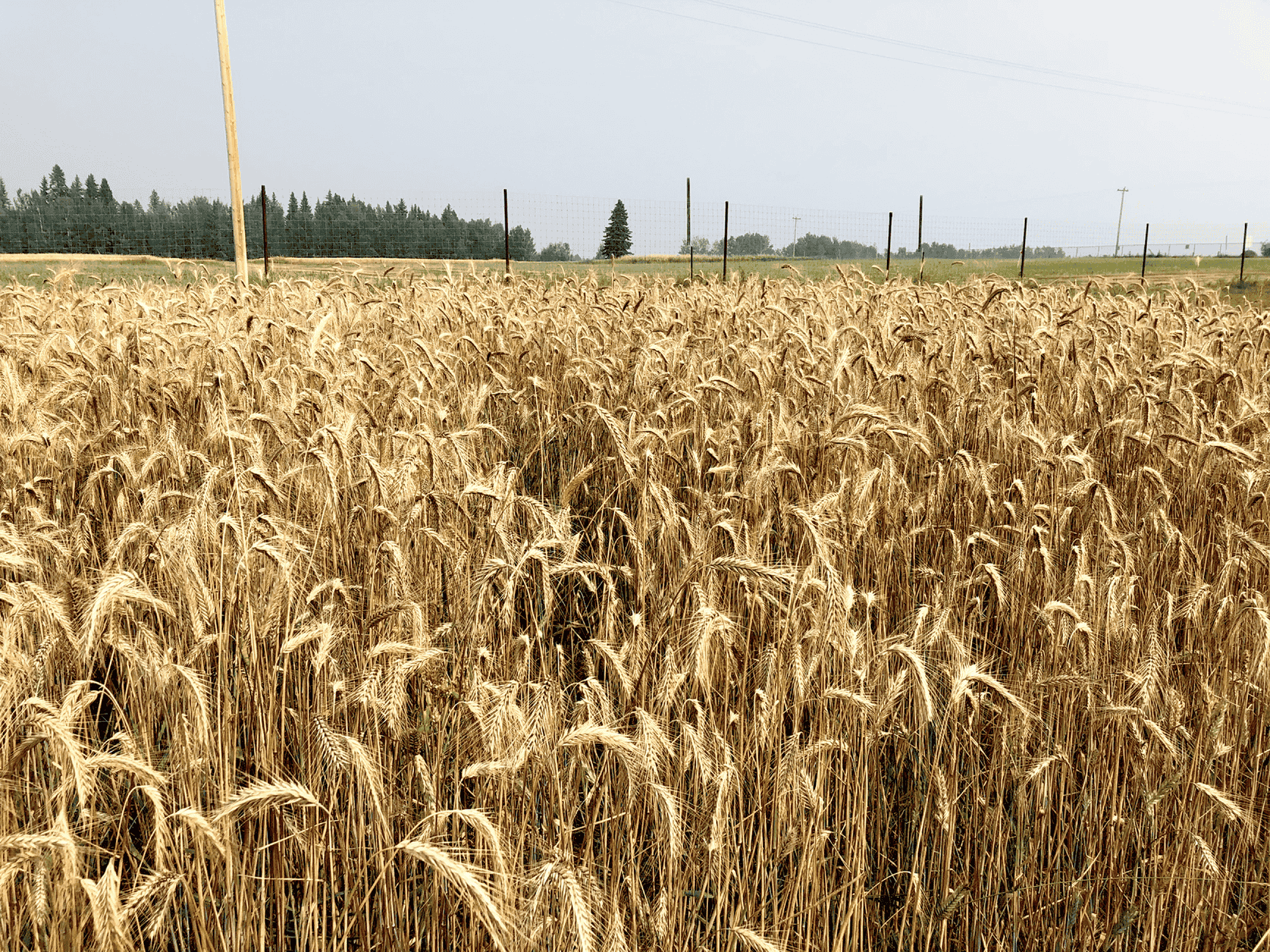 Perennial rye ready for harvest in Breton, Canada. Photo by Erin Daly.