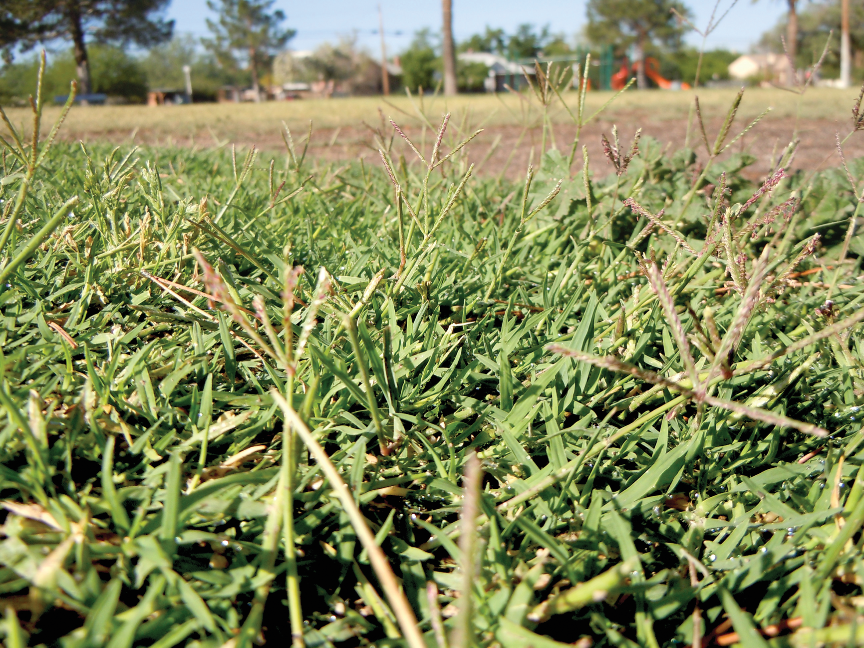 Bermudagrass. Photo courtesy of Flickr/Matt Lavin and published under this license: https://creativecommons.org/licenses/by-sa/
