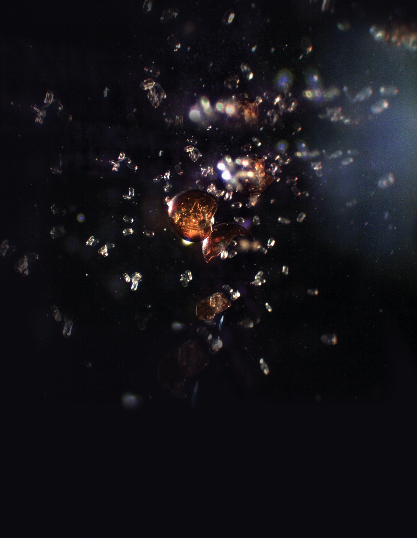 Microscope image of potato  cyst nematode eggs spilling out of a rup- tured cyst. Photo by Potato Cyst Nematode  Research Group/ARS/APHIS.