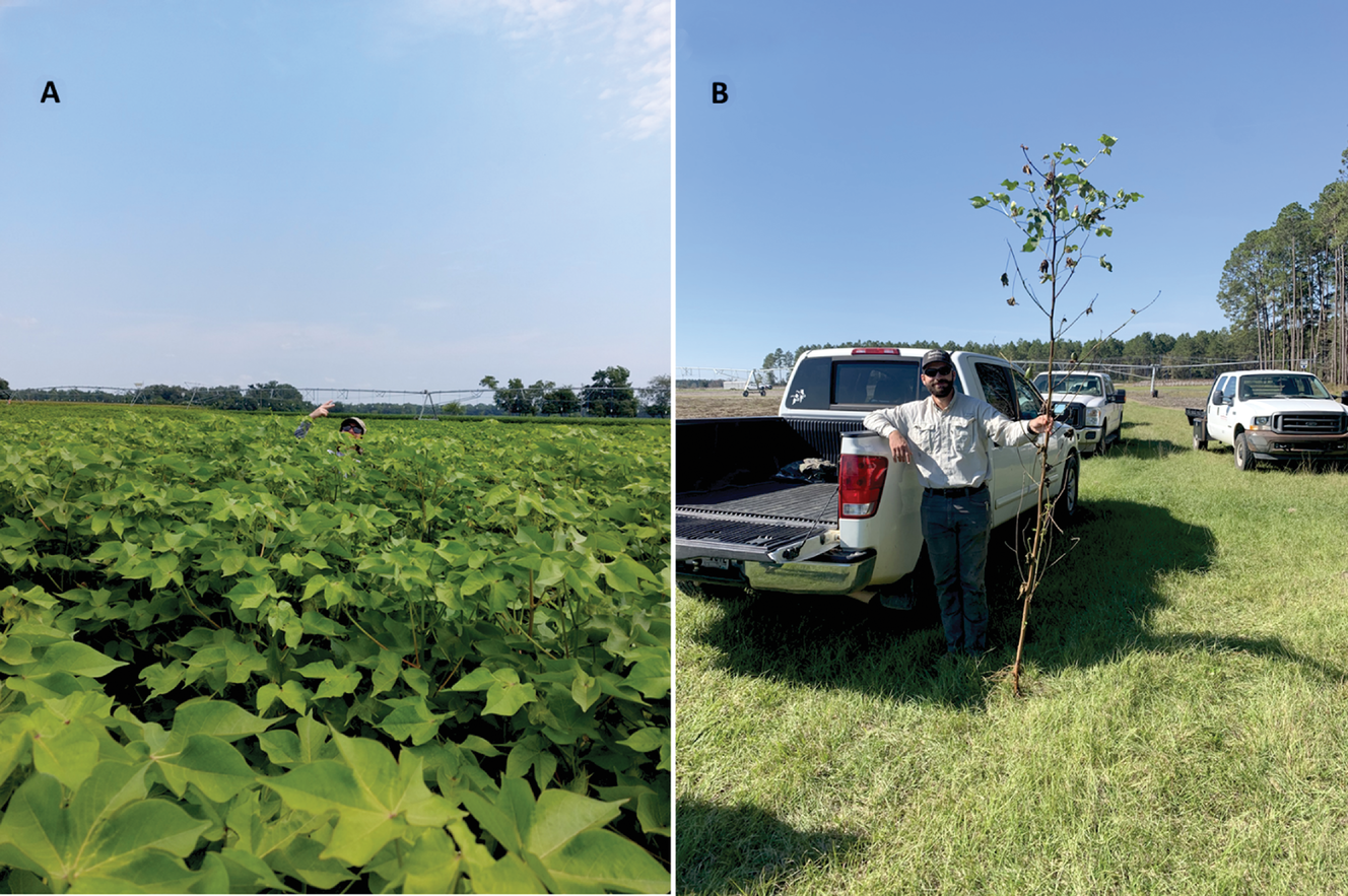 Figure 1. Photos of untreated, aggressively growing cotton in the middle of the season (A; Photo by J. Lee) and cotton near the end of the season showing excessive vegetative growth and very limited reproductive growth near the top of the plant (B; Photo by L.C. Hand).