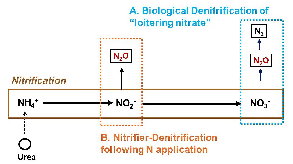 Biological denitrification (A) of “loitering” nitrate (NO3–) commonly occurring during spring thaw and nitrifier-denitrification (B) of nitrite (NO2–) commonly occurring one to four weeks after fertilizer application, both producing nitrous oxide (N2O) under wet soil conditions.