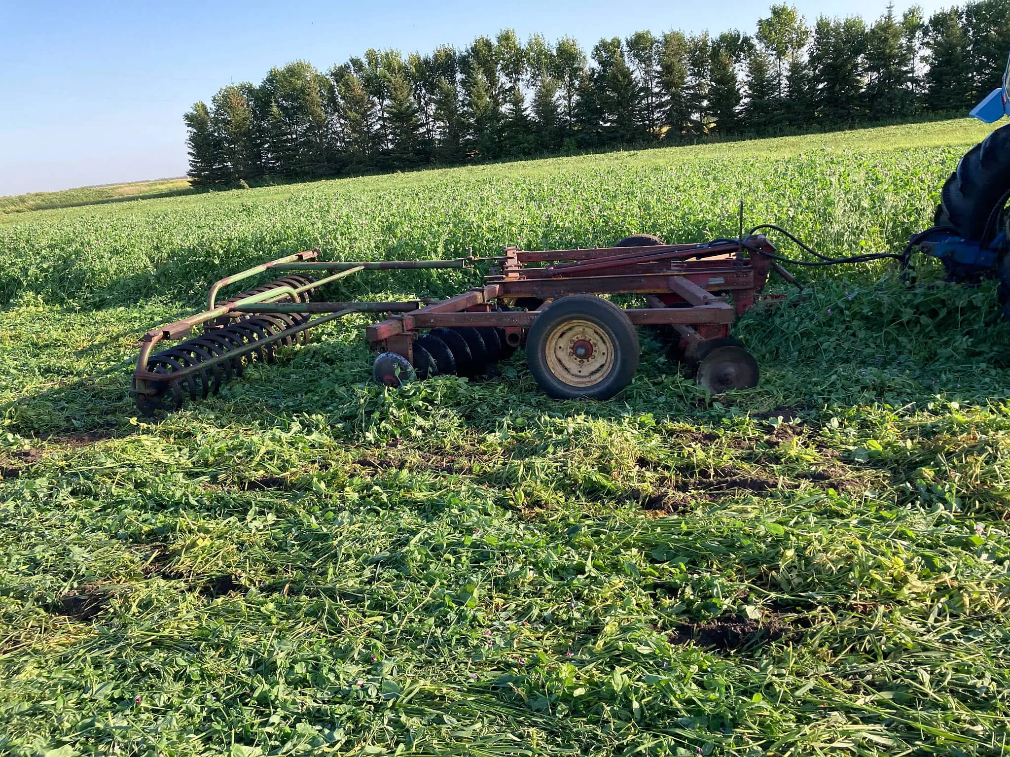 Termination of a green manure to provide nitrogen for following crops.