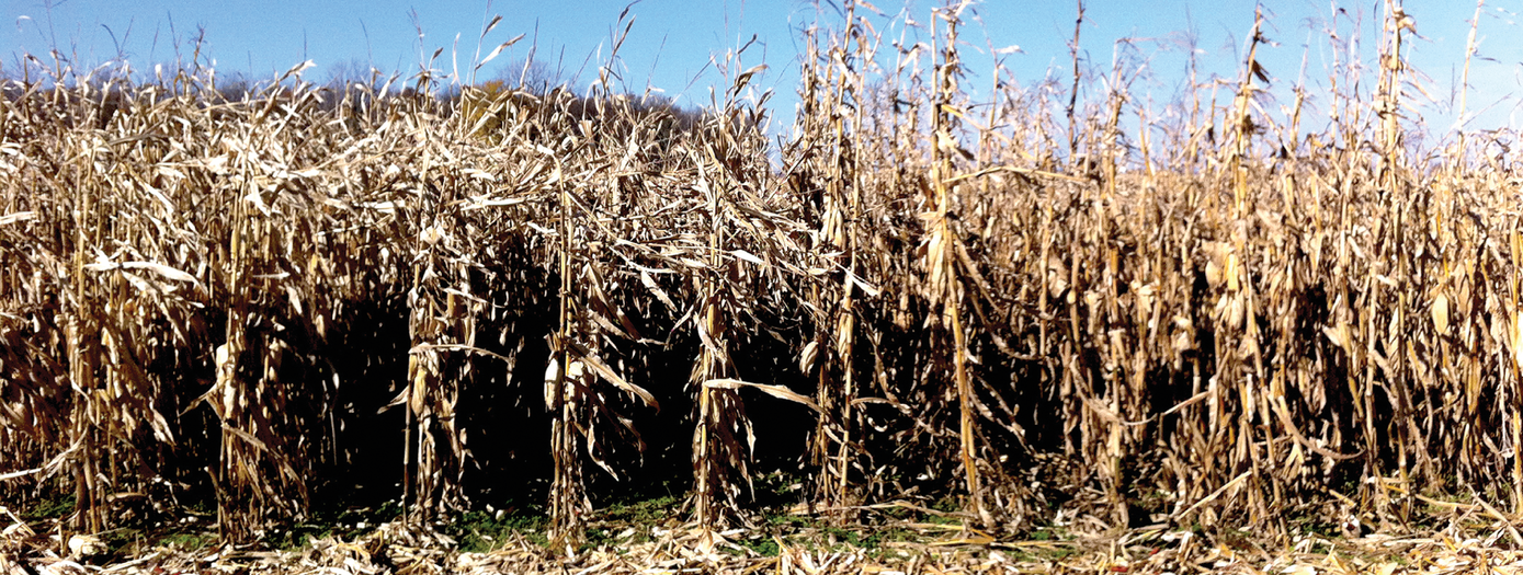 Plots at the Ohio State University Western Agricultural Research Station (WARS) near Springfield, OH, in 2011 show the difference between Reid’s Yellow Dent (on the right) and modern corn hybrids (on the left). Photo by Harold Watters.