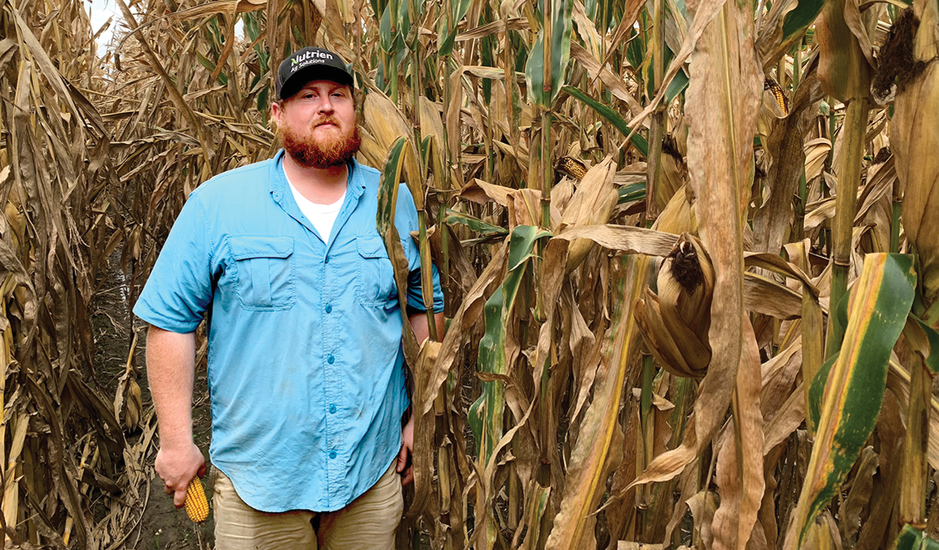 Research agronomist AJ Kropp stands in as a height reference for Reid’s Yellow Dent corn. With big ears at almost head height, this open-pollinated variety was subject to lodging and made it difficult to get plants up and through the small combine at the Ohio State University Western Agricultural Research Station. Photo by Harold Watters.