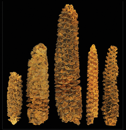 An assortment of corn cobs of varying ages found at the El Gigante rock shelter site in Honduras. Scientists found traces of corn as old as 4,300 years old at this site, dis- covering genetic overlap between samples from this rock shelter in Honduras and vari- eties from South America.