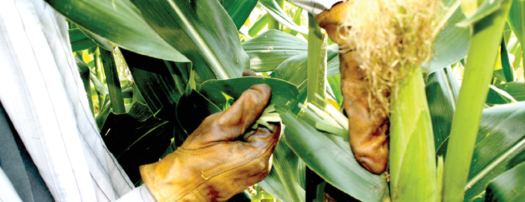 Collecting corn leaf tissue sample for nutrient concentration.jpg. Photo courtesy of the OSU Soil Fertility Lab.