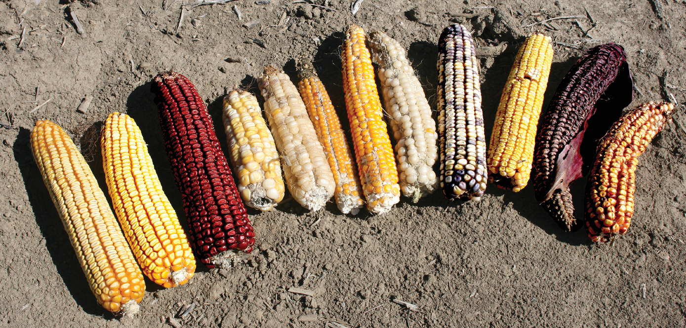 A range of ears across Harold Watters’s plots at the Ohio State University Farm Science Review Agronomy Demonstration plots in 2010. These ears demonstrate a range of corn types, including dent, flour, popcorn, and flint. It’s difficult to distinguish between the Reid’s Yellow Dent (RYD) ear and the modern hybrid, but the RYD ear is longer with larger kernels, and the modern ear is shorter with more rows around. Photo by Harold Watters.