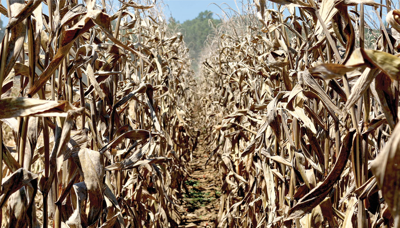 Consider using earlier-maturity hybrids to give your crops more time to dry down in the field before harvest. Photo courtesy of Wikimedia/ Alabama Extension and published here under this license: https://creativecommons.org/publicdomain/zero/1.0/deed.en.