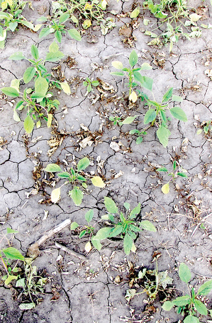 The weed Palmer Amaranth has increasingly become resistant to the herbicide glyphosate, making it less useful. Photo courtesy of Flickr/K-State Research and Extension and published under this license: https://creativecommons.org/licenses/by/2.0/