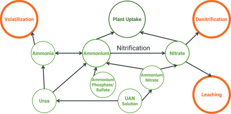 Figure 1. Fertilizer fates. Adapted from Alan Blaylock, Nutrien eKonomics.