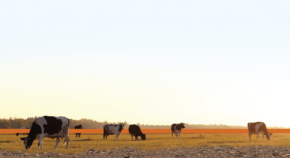 Manure, Environmental Impact, and Soil Health: Technologies, Application, and Benefits