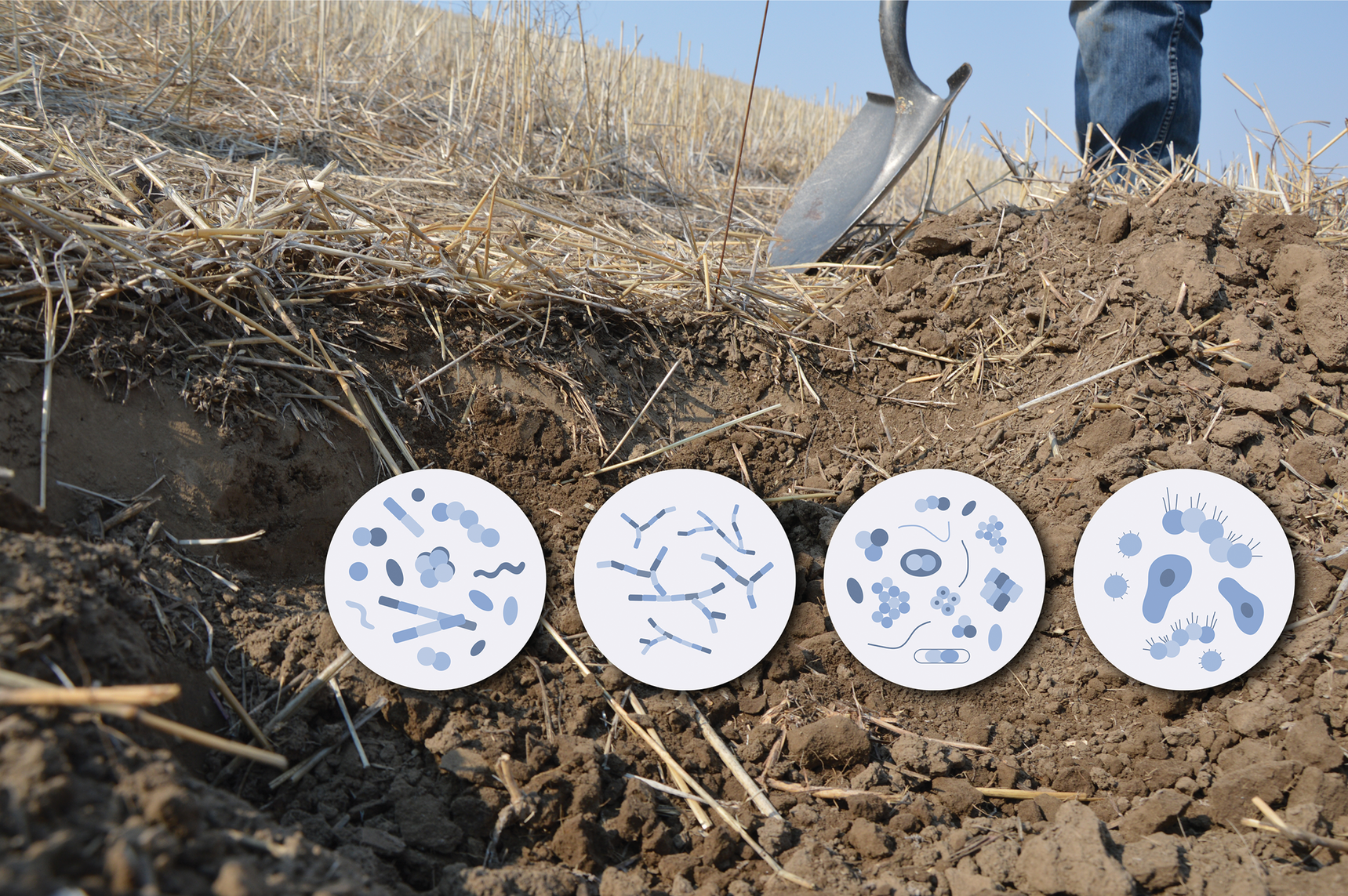 Backdrop image courtesy of USDA-NRCS Oregon. Microbe illustrations courtesy of Adobe Stock/Julia.