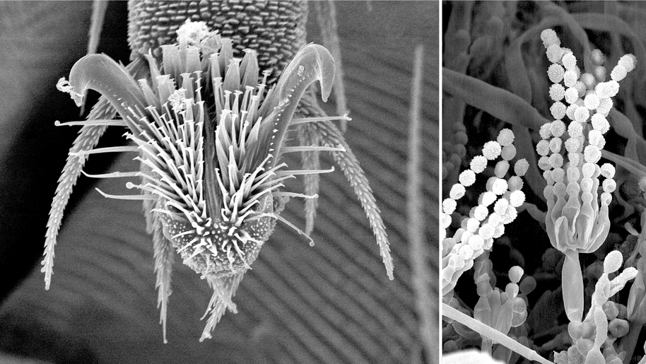 Each teaspoonful of healthy soil contains billions of soil microorganisms like the purple  snout mite on the left and the soil fungus on the right. Photos courtesy of USDA-ARS, Elec- tron & Confocal Microscopy Unit, Beltsville, MD.
