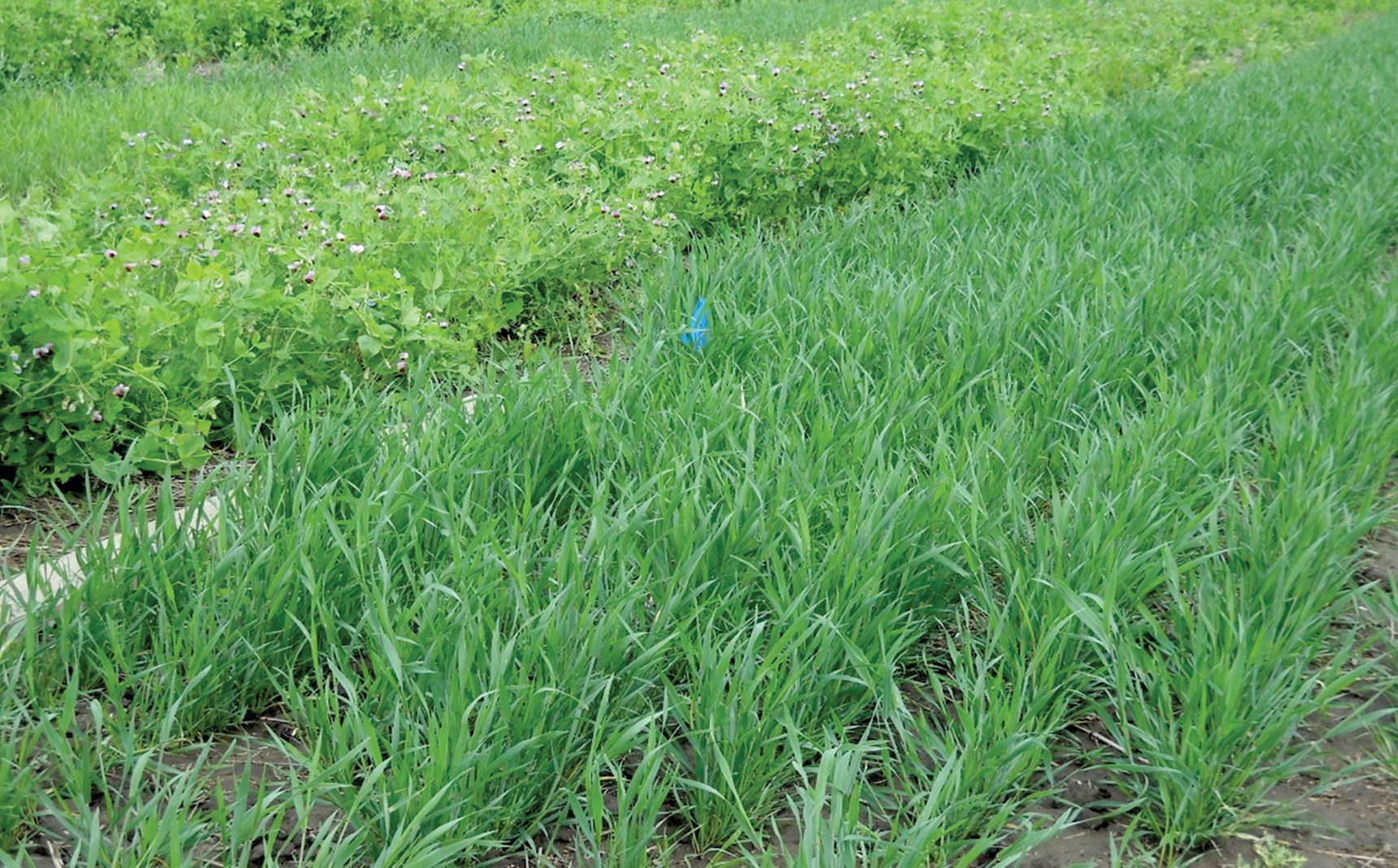 Long-term winter wheat–winter pea cover crop plots, which replaced long-term winter wheat–fallow plots at the Columbia Plateau Conservation Research Center, located 9 mi northeast of Pendleton, OR.