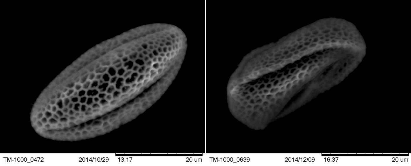 Figure 4. Images of canola pollen grains from the same genotype collected from the indoor control temperature treatment (left) and the heat stress treatment (right).