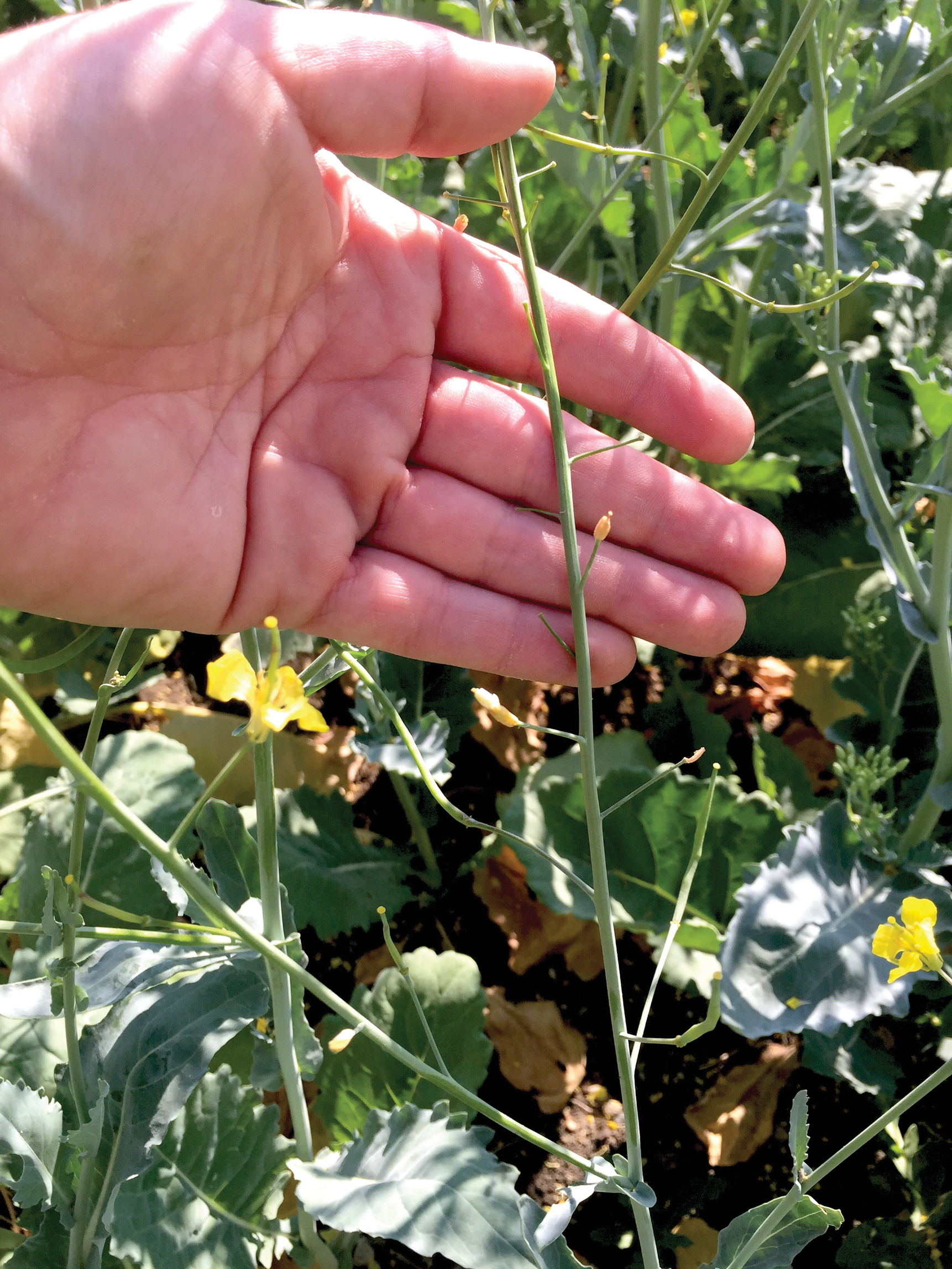 Heat Stress in Canola