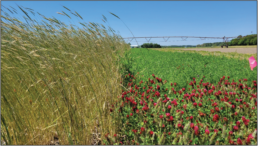 Figure 1. Late-season growth of cover crops in Delaware, including rye (left), hairy vetch (right, background), and crimson clover (right, foreground).
