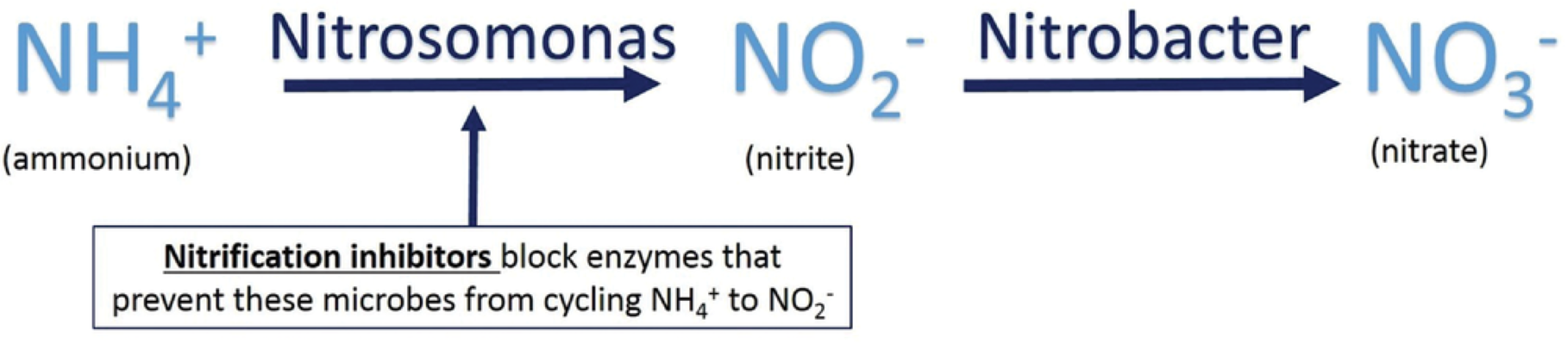 Figure 1. Enhanced-efficiency fertilizers that slow nitrification reduce emissions of nitrous oxide.