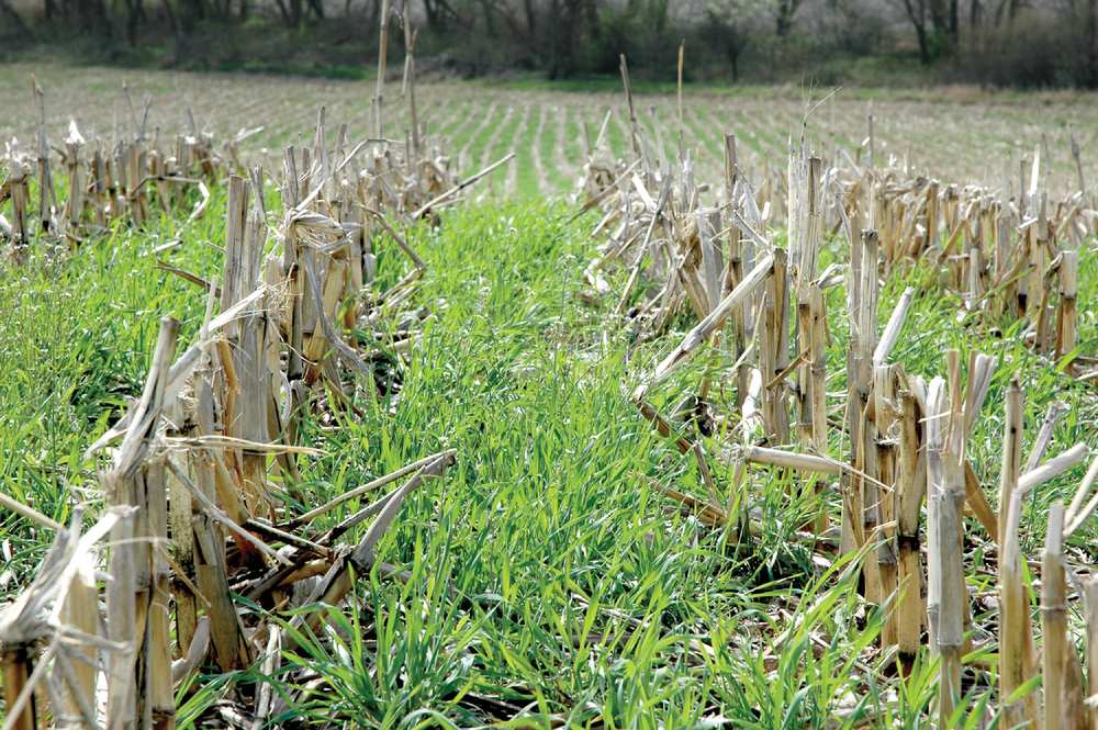 Cover crops can capture surplus nitrogen and use it to help store organic carbon in soil.