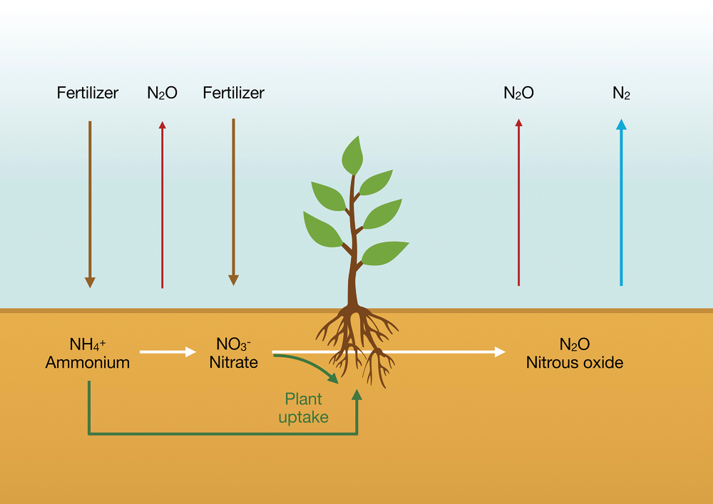 The amounts of nitrous oxide (N2  O) emitted in crop production are a small fraction of the nitrogen applied but comprise a big fraction of its carbon footprint. Each molecule of N2 O traps as much heat as 273 molecules of carbon dioxide. Photo courtesy of Adobe Stock/ Dimitrios.