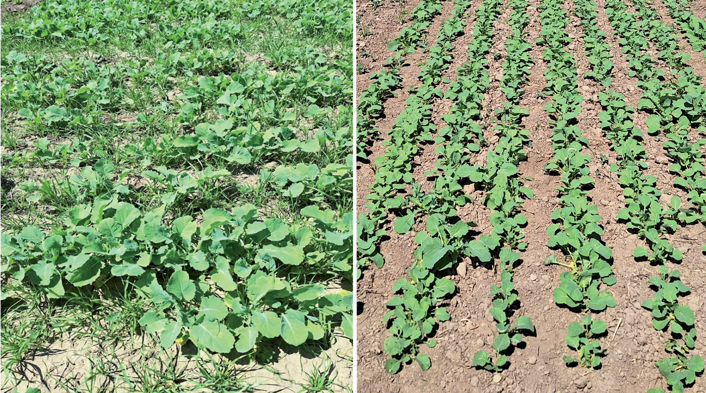 Figure 1. Effect of delayed seeding on Italian ryegrass density in spring canola. On the left is early seeding with no herbicide control while on the right is delayed seeding with no herbicide control. Photos by Mark Thorne.