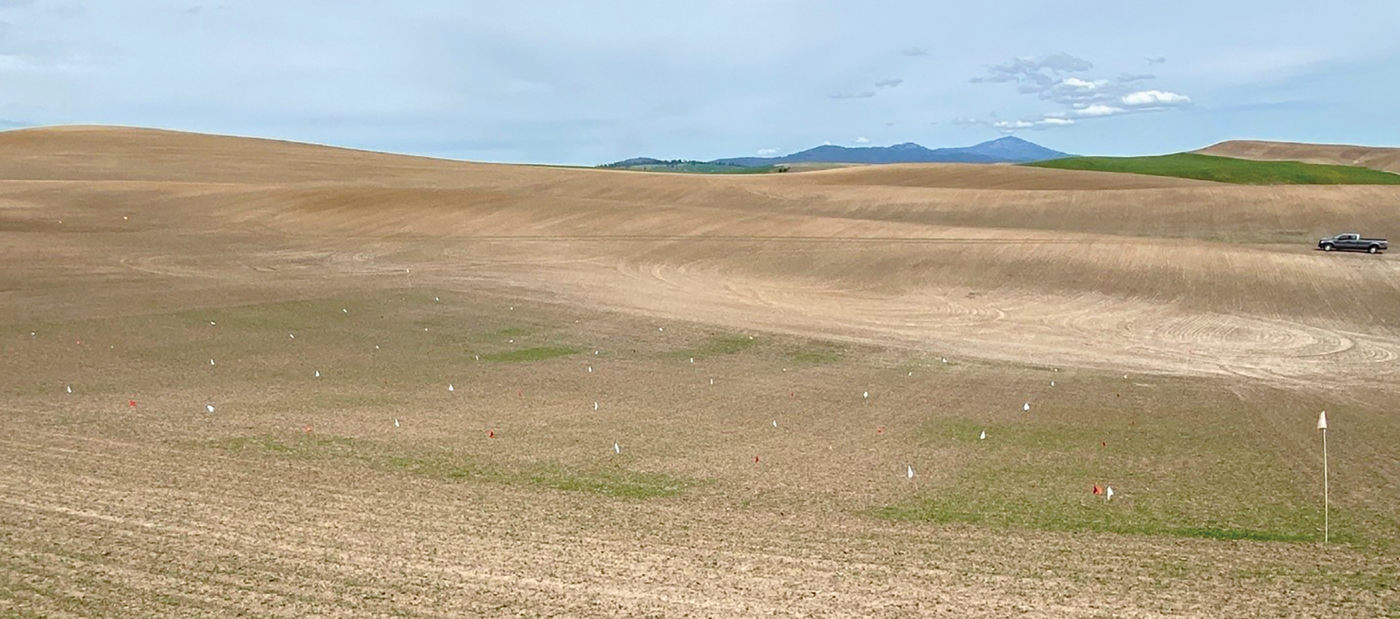 Figure 2. Spring canola and Italian ryegrass emerging in a field near Pullman, WA in 2022. Greener plots did not receive a preplant incorpo- rated or preemergence herbicide treatment and had greater Italian ryegrass emergence than plots with these treatments. Photo by Drew  Lyon.
